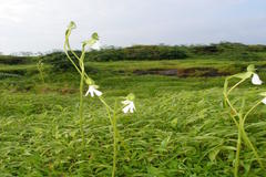 Habenaria longicorniculata